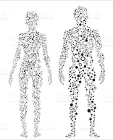 Human Body Human Body