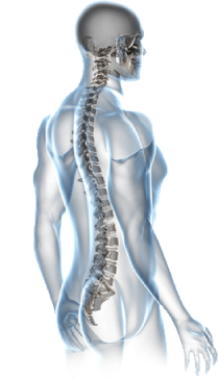 skeleton